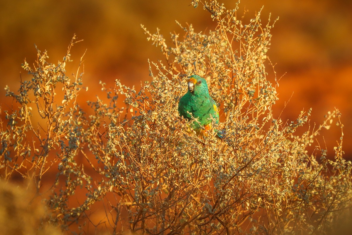 Mulga Parrot - ML616834961