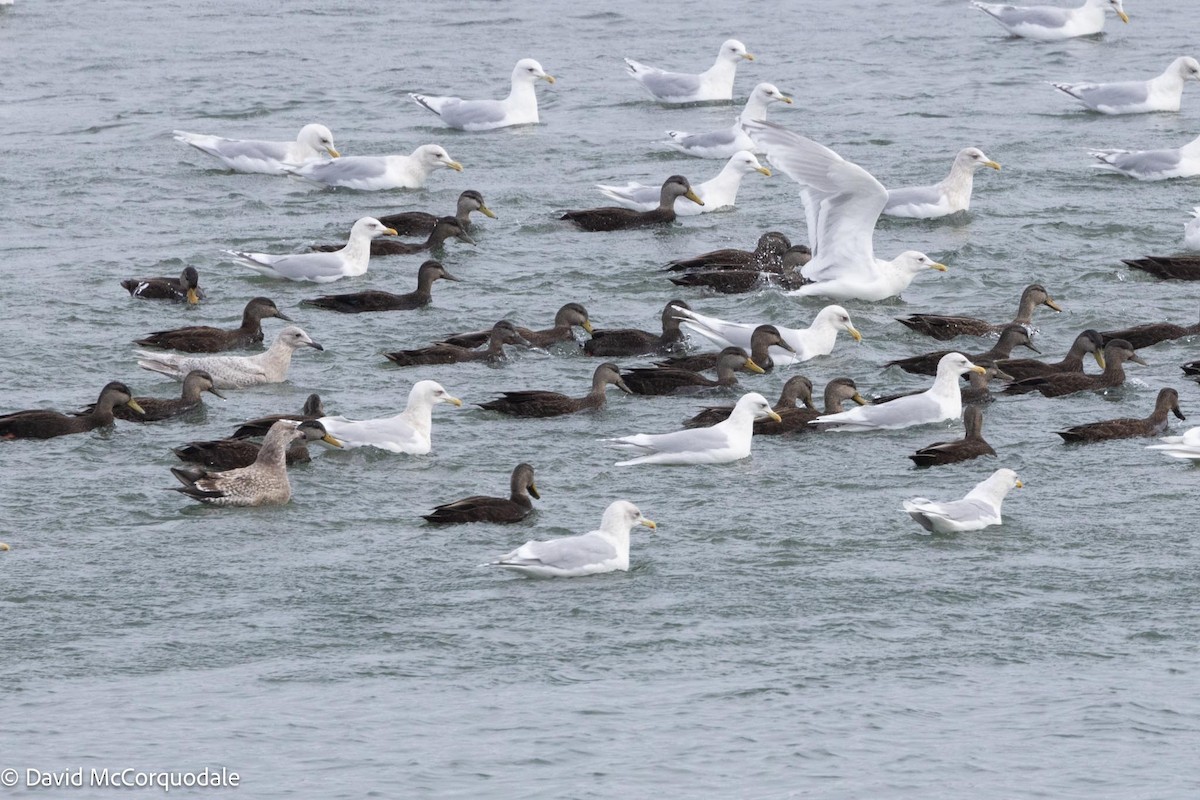 American Black Duck - ML616834964