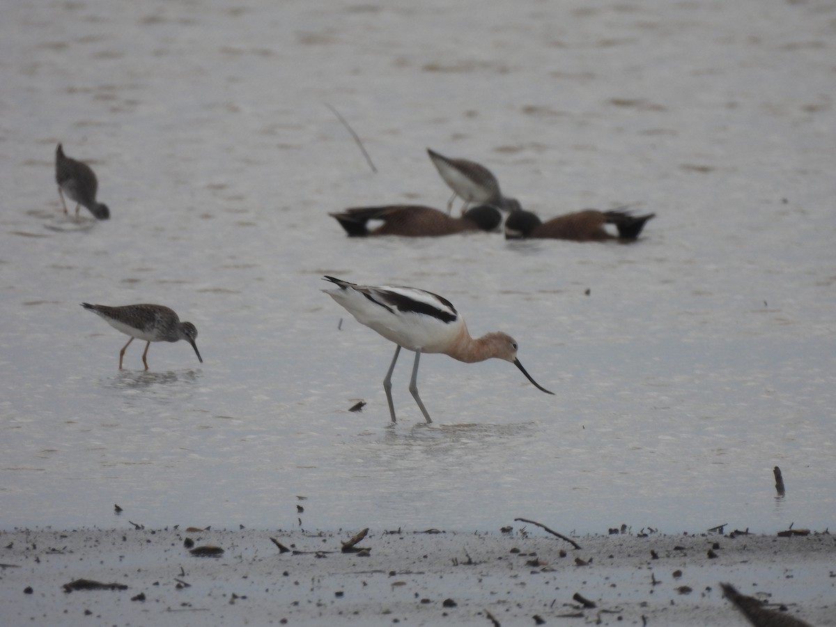 Avocette d'Amérique - ML616834983