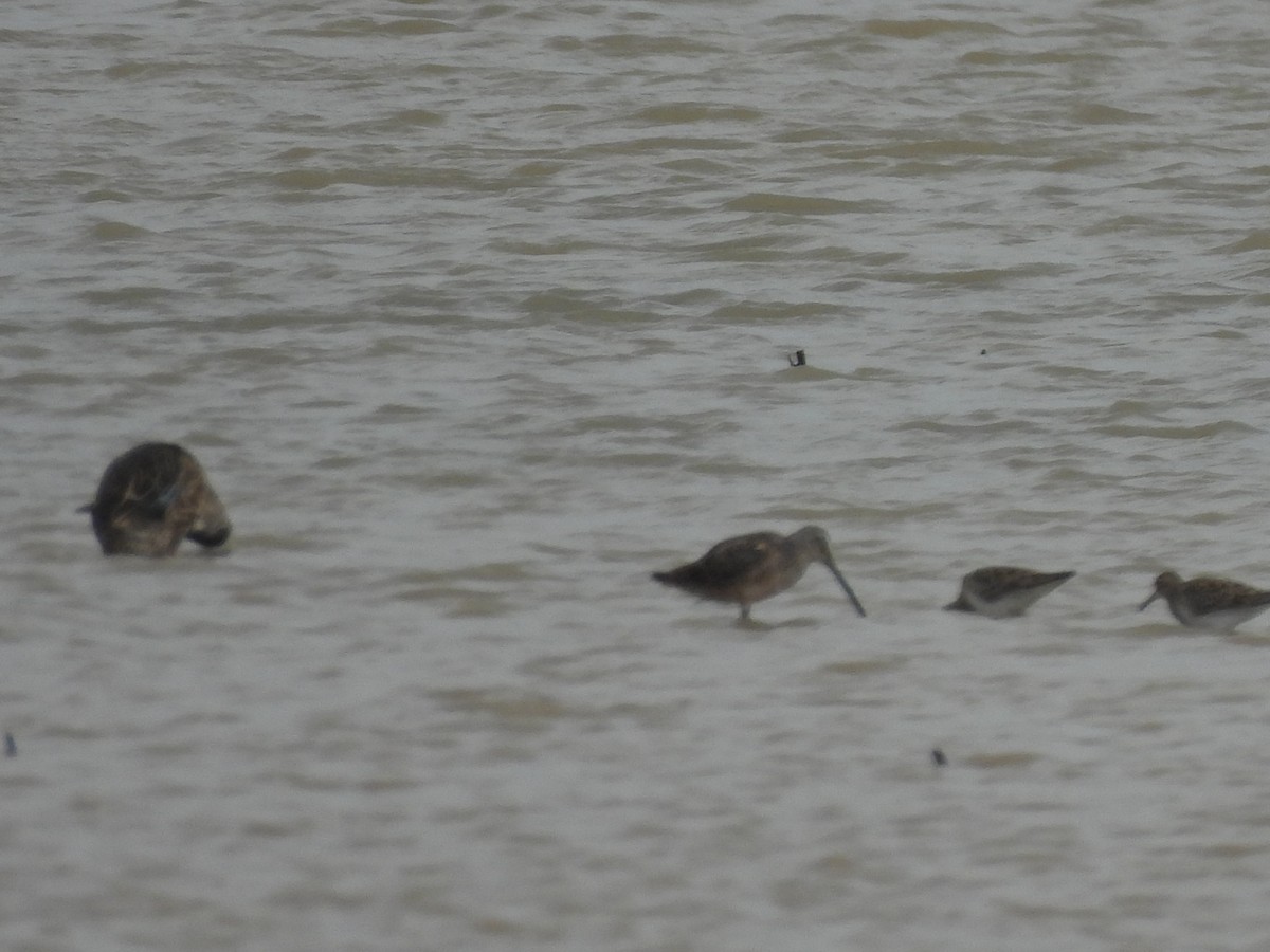 Long-billed Dowitcher - ML616835014