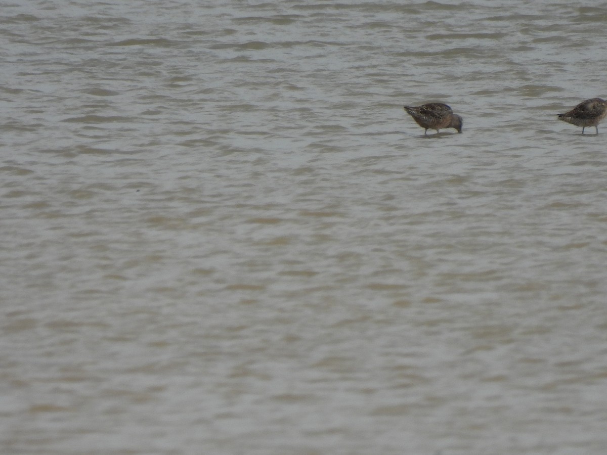Long-billed Dowitcher - ML616835018