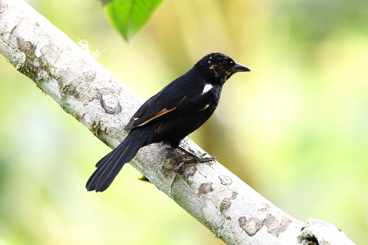 White-lined Tanager - ML616835036