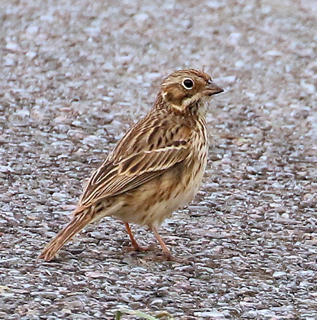 Vesper Sparrow - Sherrie Quillen