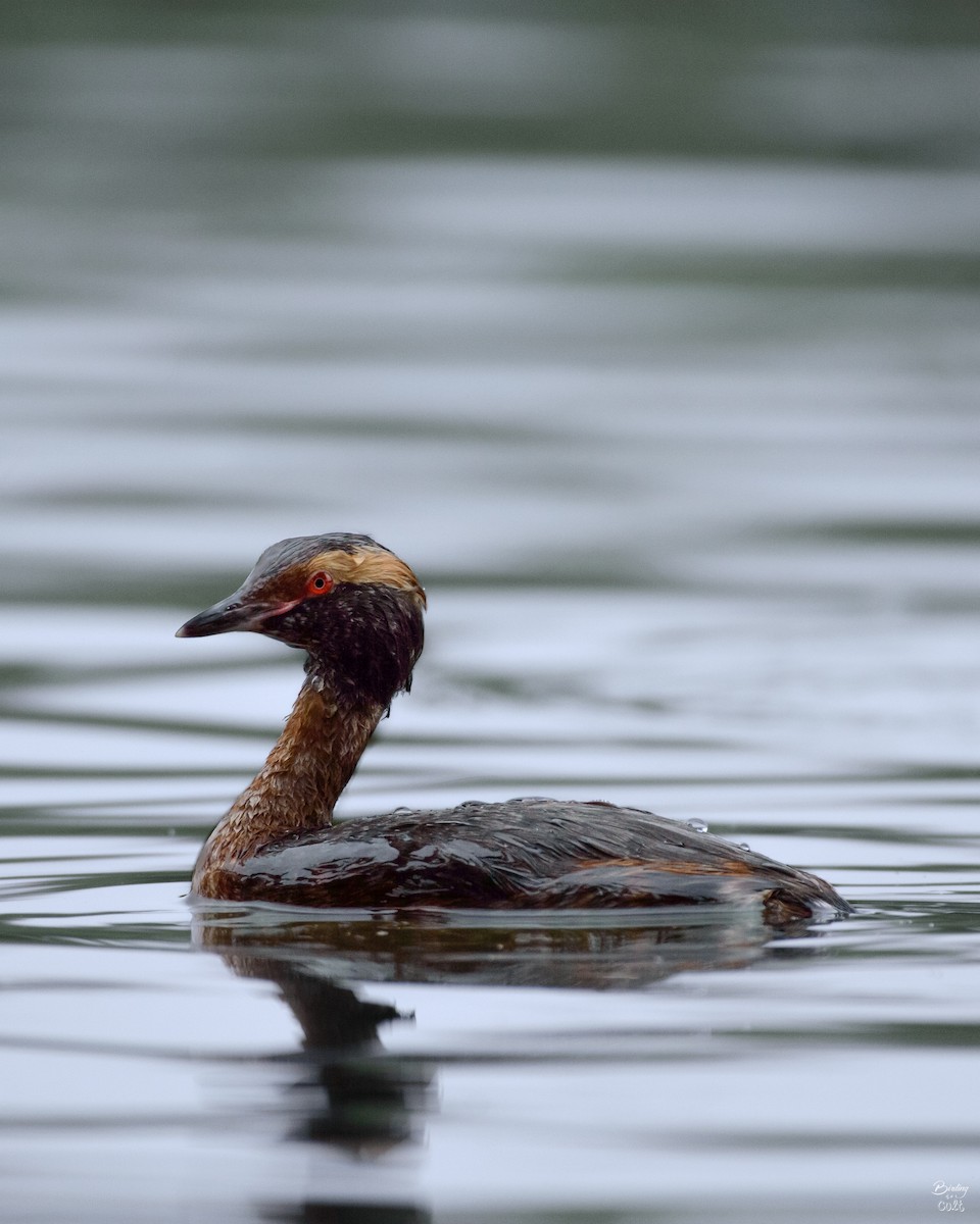 Horned Grebe - ML616835061