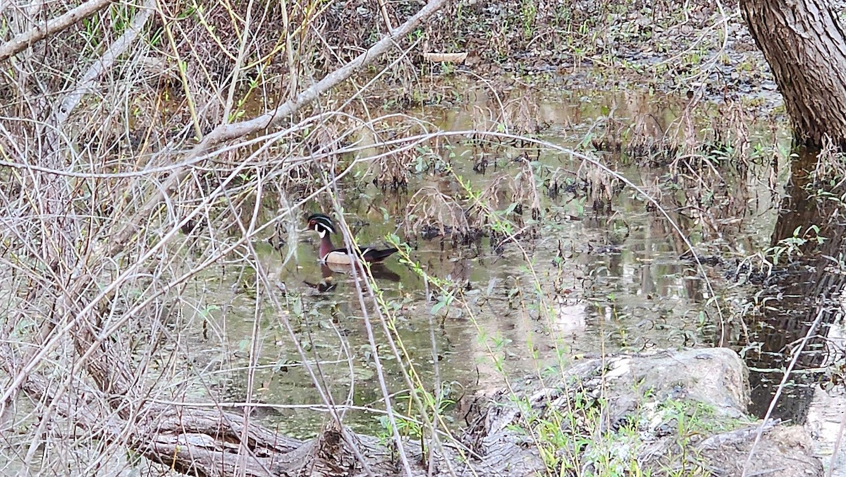 Wood Duck - Jeremy Wrenn