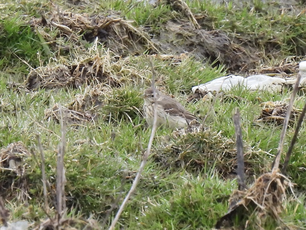 American Pipit - ML616835121