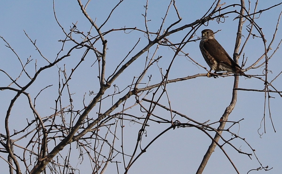 dřemlík tundrový (ssp. columbarius) - ML616835183