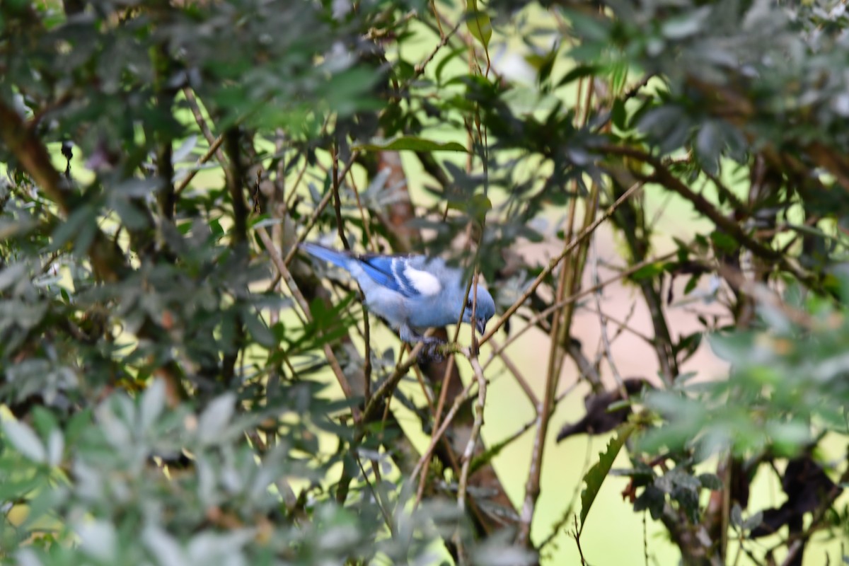 Blue-gray Tanager - ML616835185