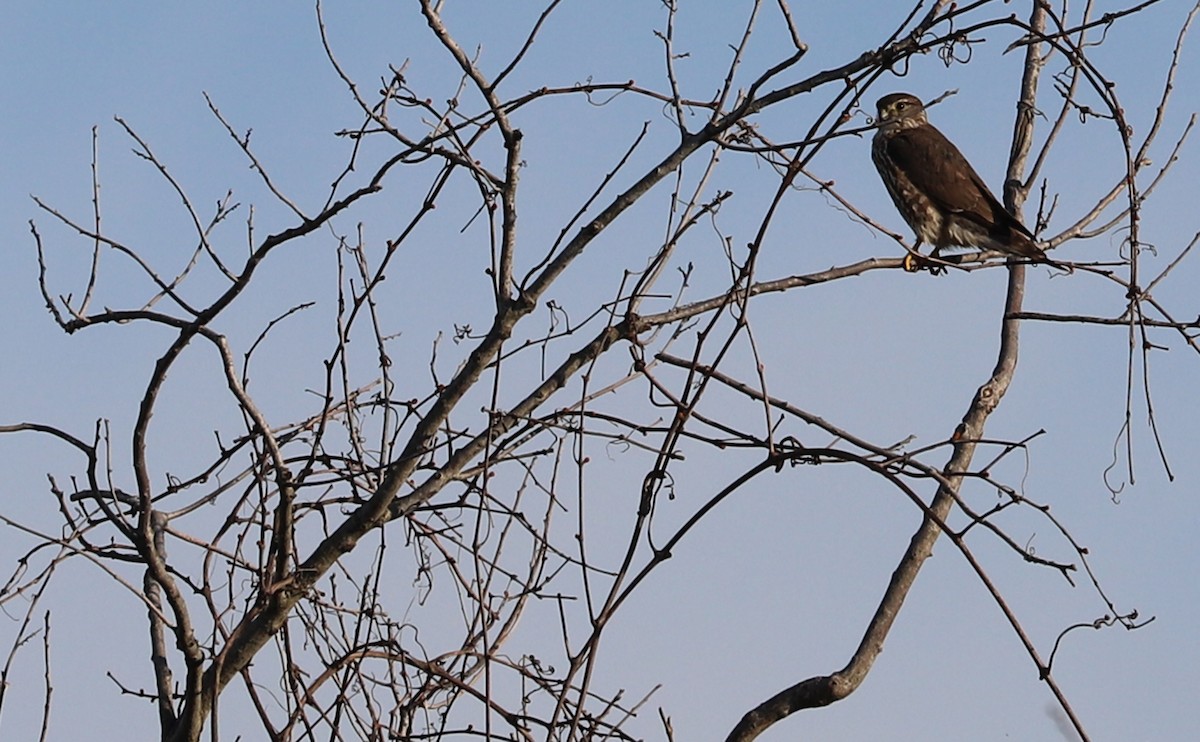 Підсоколик малий (підвид columbarius) - ML616835187