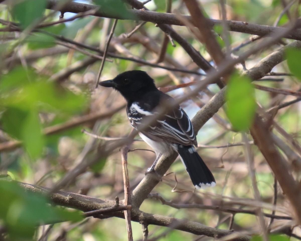 Black-backed Antshrike - ML616835190