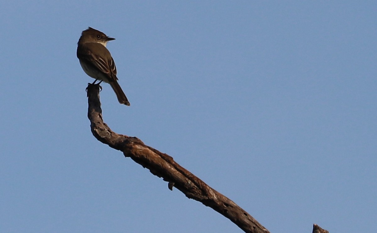 Eastern Phoebe - ML616835193