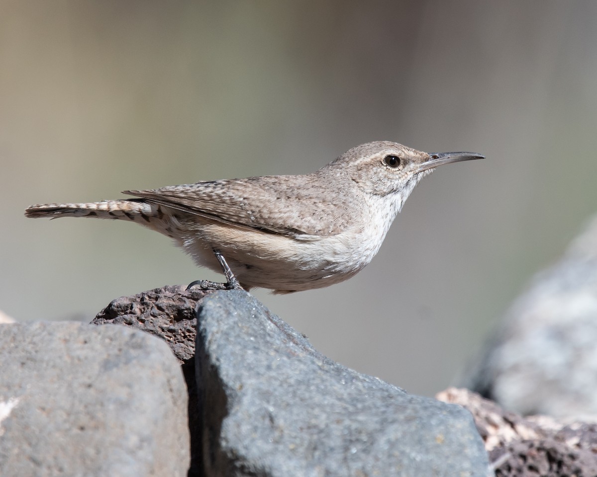 Rock Wren - ML616835224