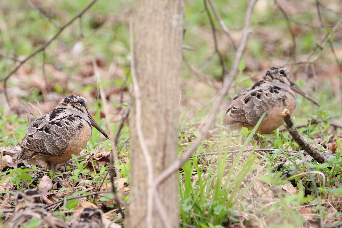 American Woodcock - ML616835230