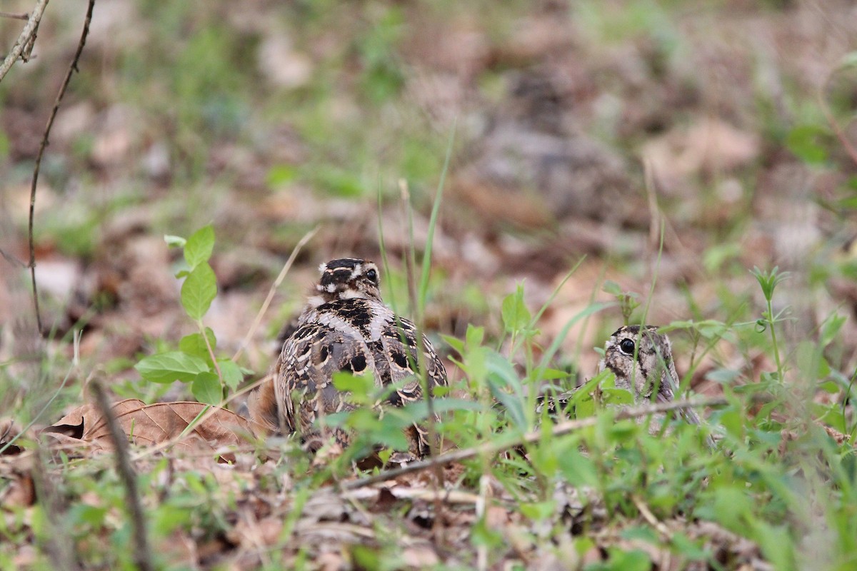 American Woodcock - Kelly Fox