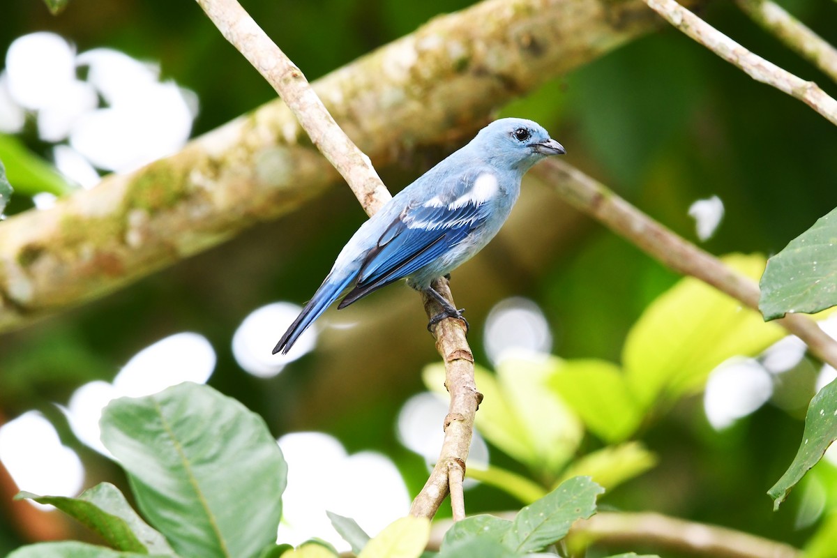 Blue-gray Tanager - ML616835233