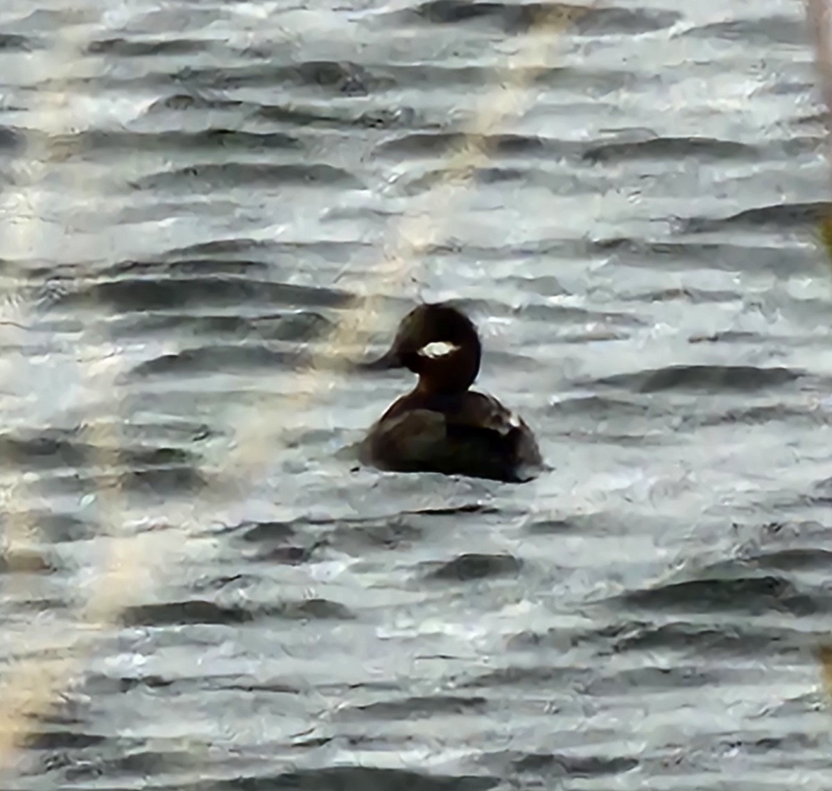 Bufflehead - ML616835286