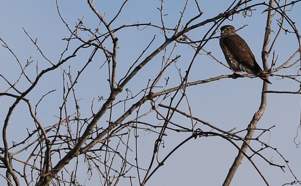 Підсоколик малий (підвид columbarius) - ML616835288