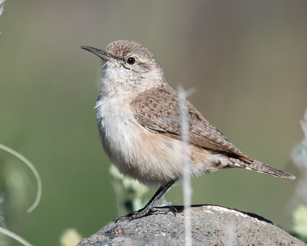 Rock Wren - Maurice DeMille