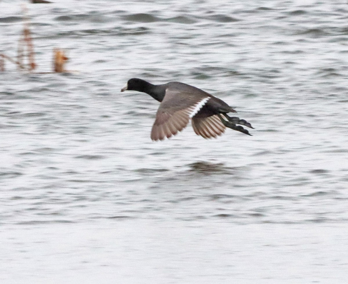 American Coot - ML616835318