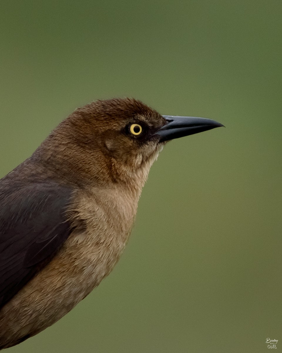 Boat-tailed Grackle - ML616835320