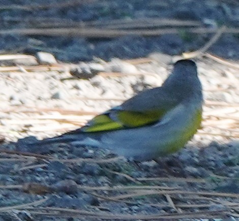 Lawrence's Goldfinch - ML616835338