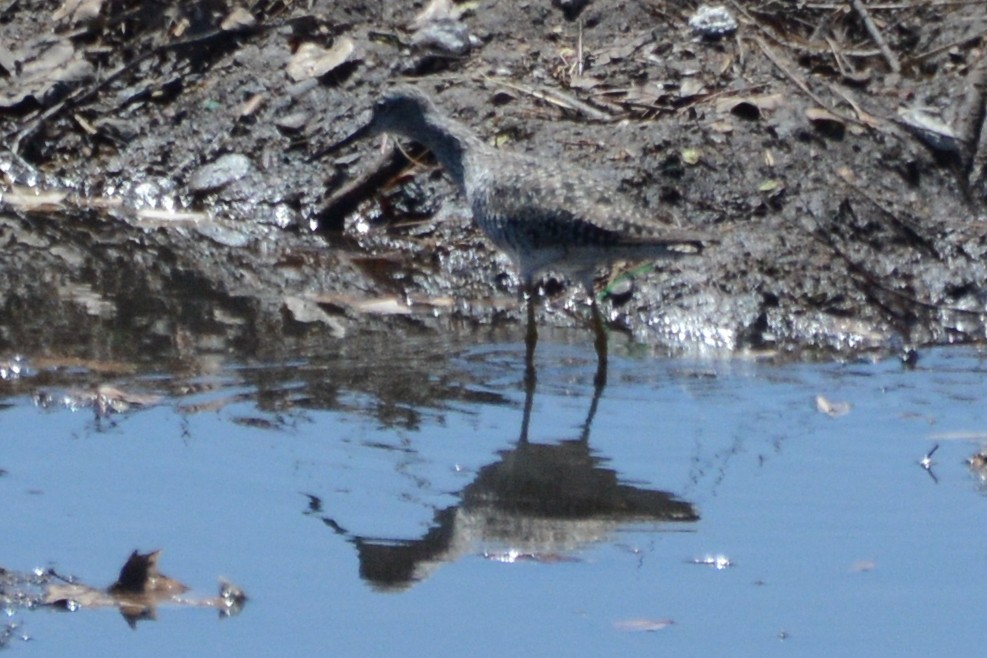 Greater Yellowlegs - ML616835362