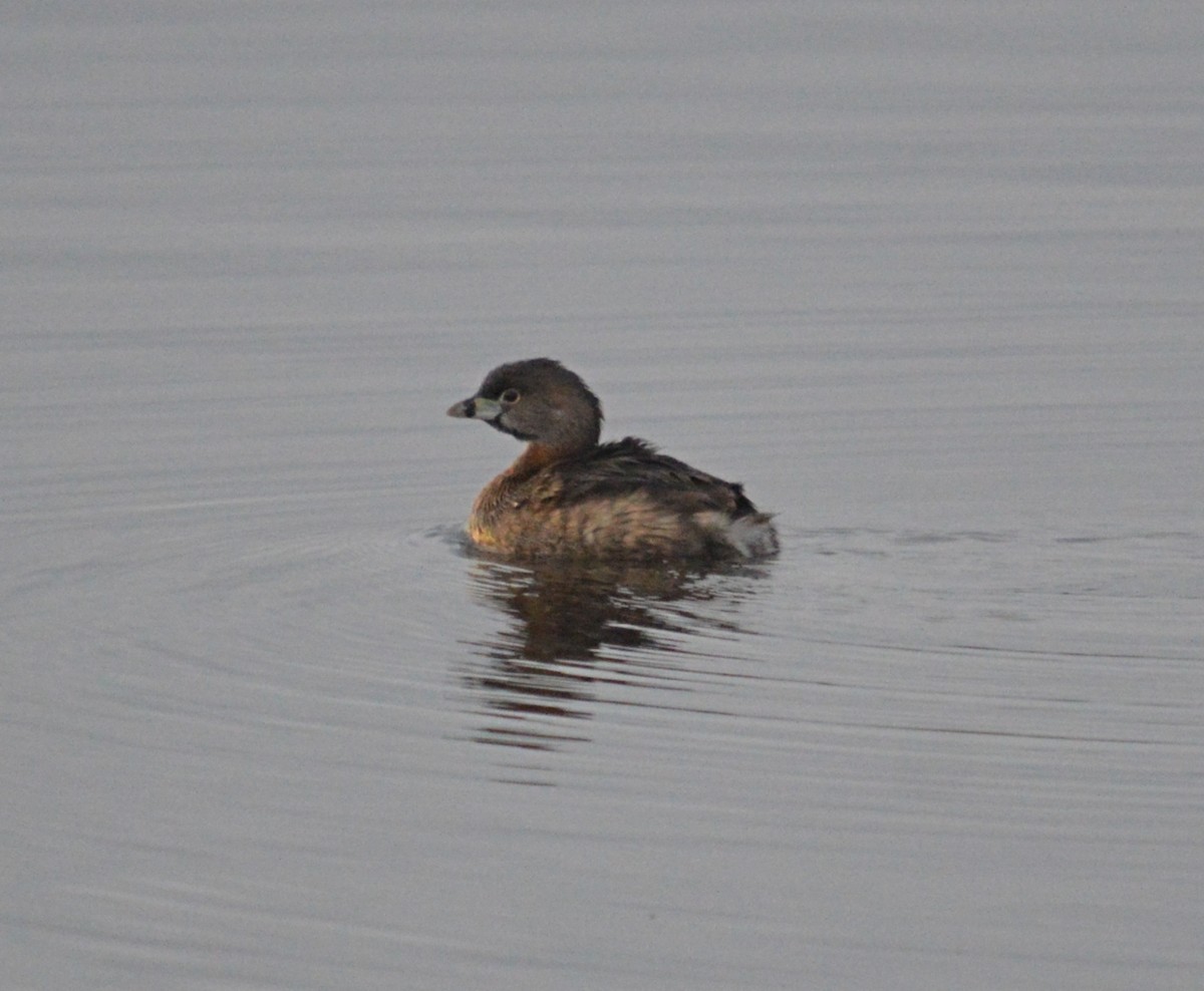 Pied-billed Grebe - ML616835366