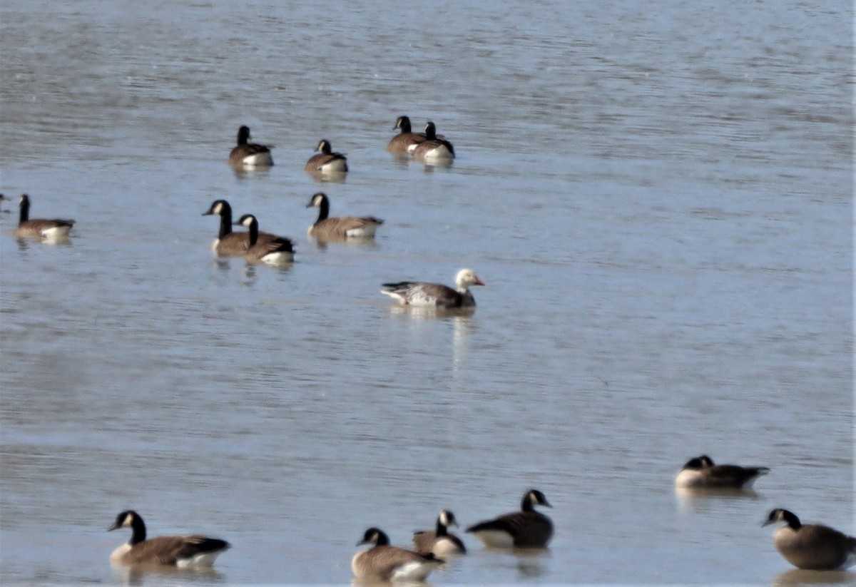 Snow x Canada Goose (hybrid) - ML616835475