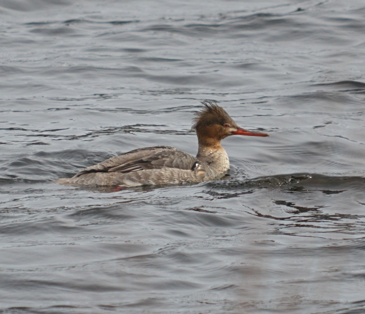 Red-breasted Merganser - John Keeley