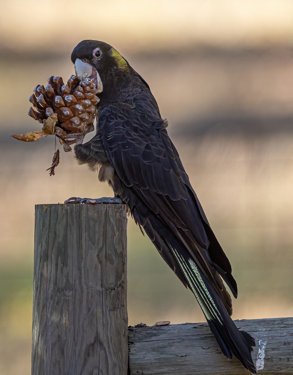 Yellow-tailed Black-Cockatoo - ML616835556