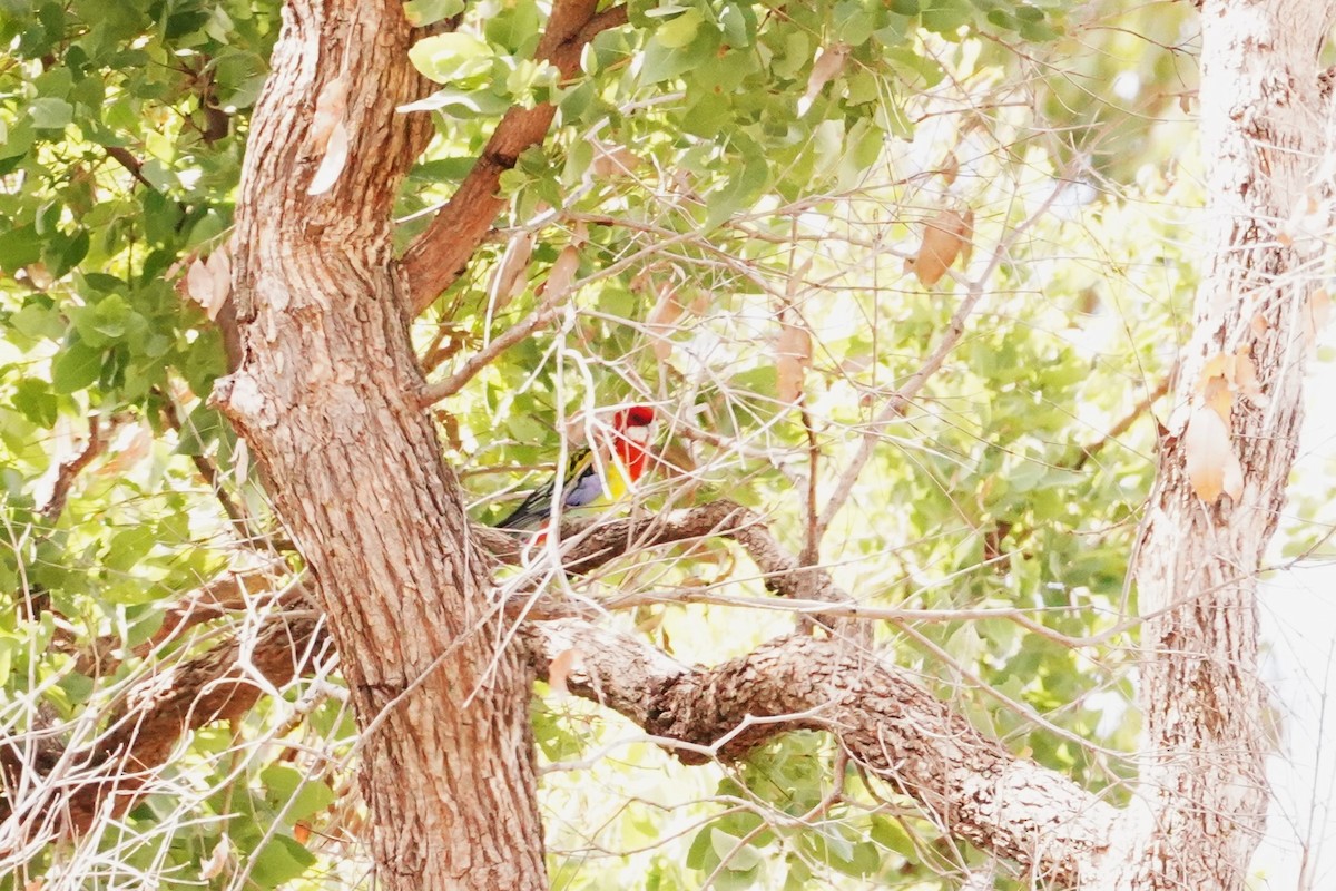 Eastern Rosella - ML616835582