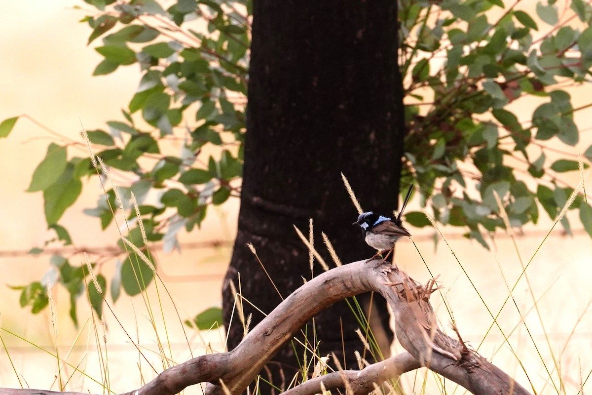 Superb Fairywren - ML616835590