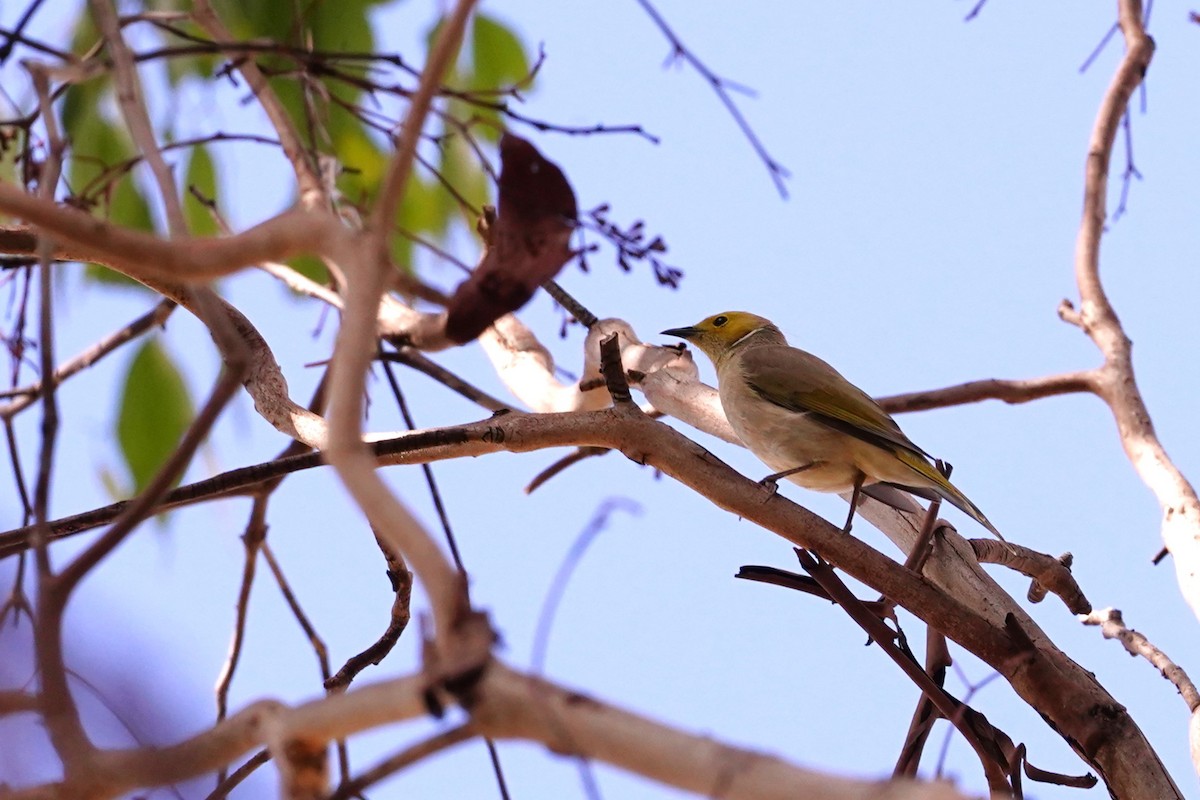 White-plumed Honeyeater - ML616835604