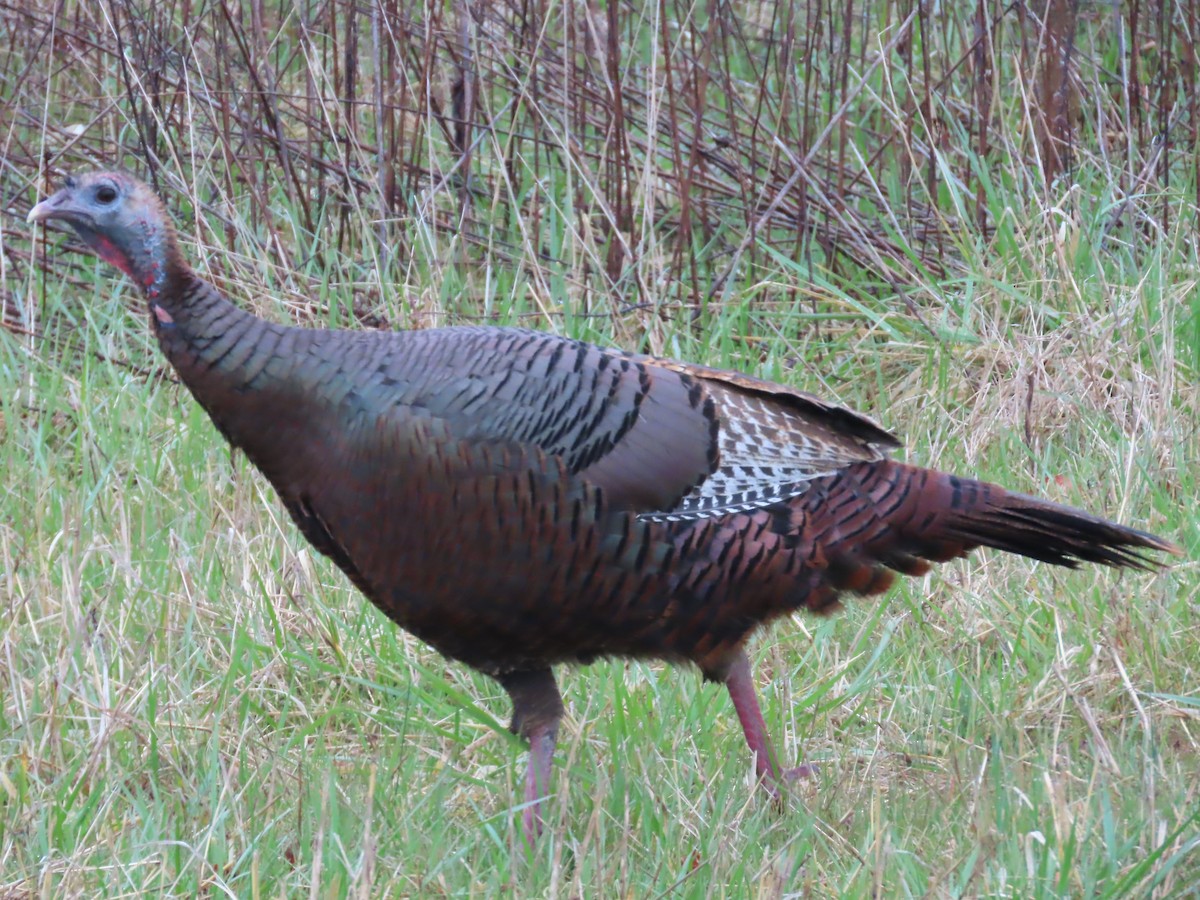 Wild Turkey - ML616835645