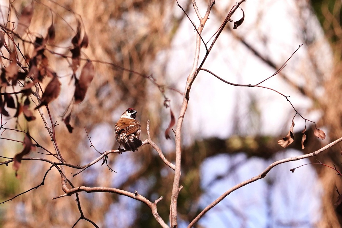 Plum-headed Finch - ML616835664