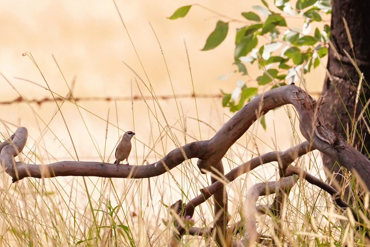 Plum-headed Finch - ML616835665