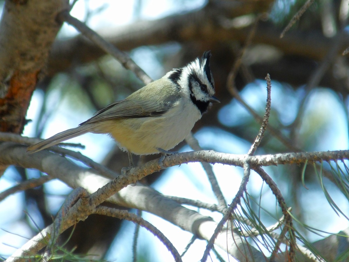 Bridled Titmouse - ML616835686