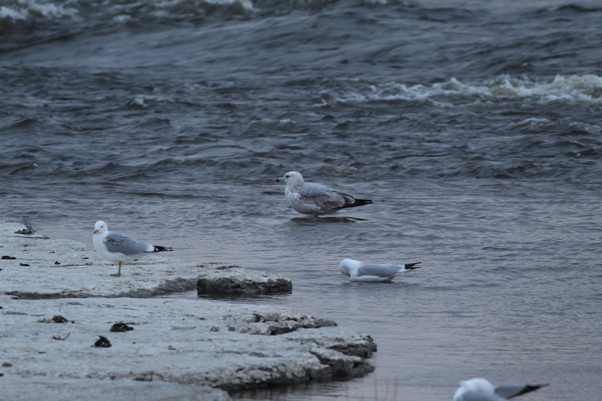 Gaviota Argéntea (americana) - ML616835711