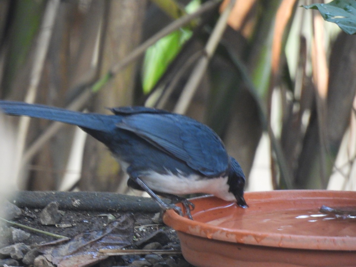 Blue-and-white Mockingbird - María Eugenia Paredes Sánchez