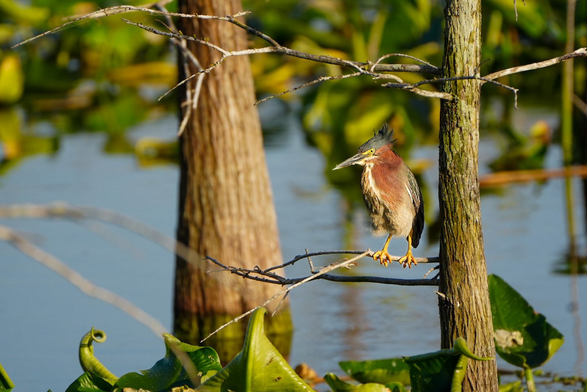 Green Heron - ML616835750