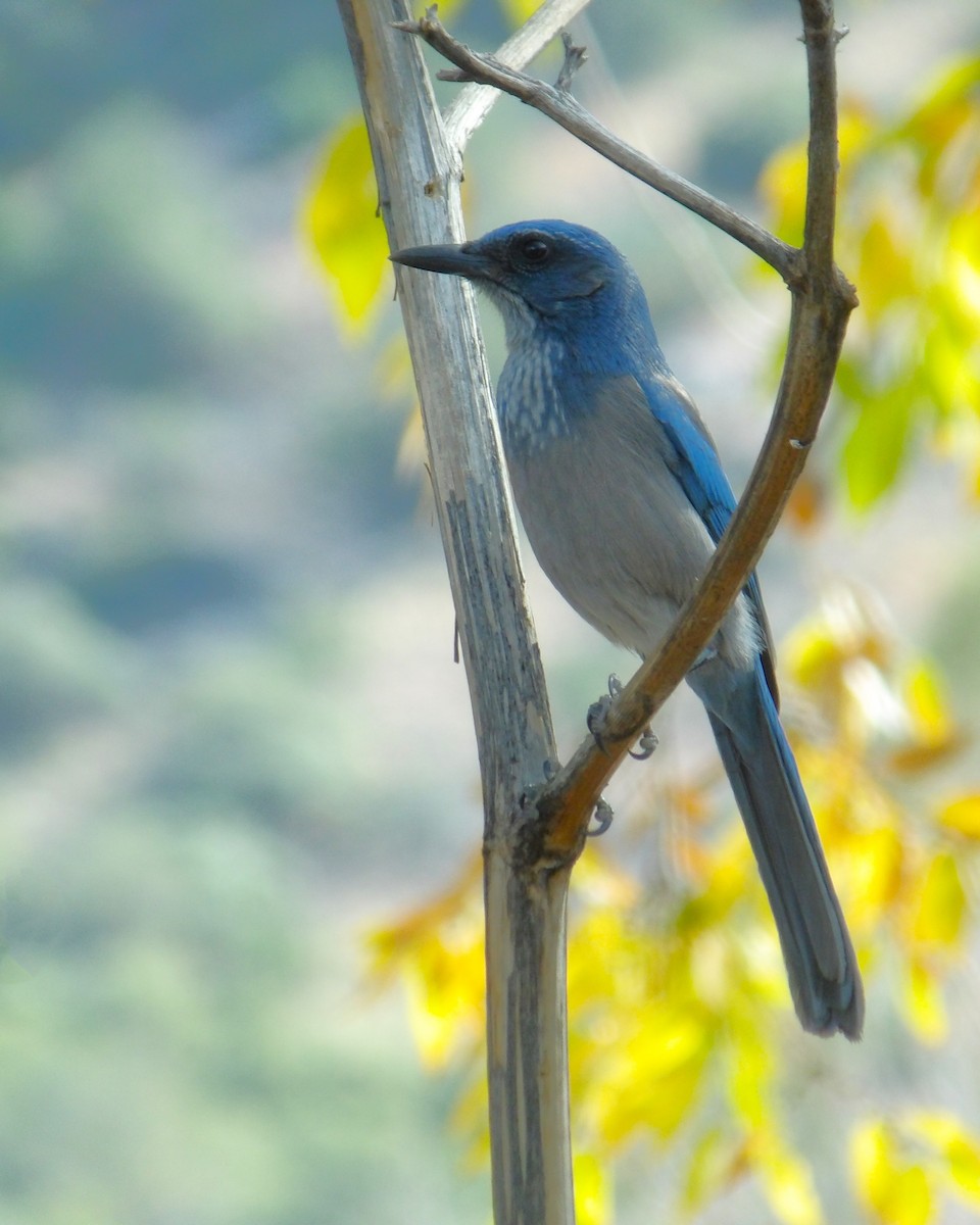 Woodhouse's Scrub-Jay - ML616835756