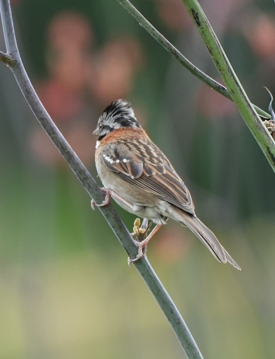 Rufous-collared Sparrow - ML616835778