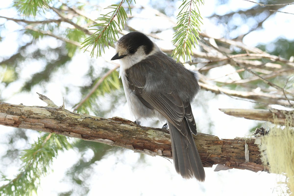 Canada Jay - Sherri Brown