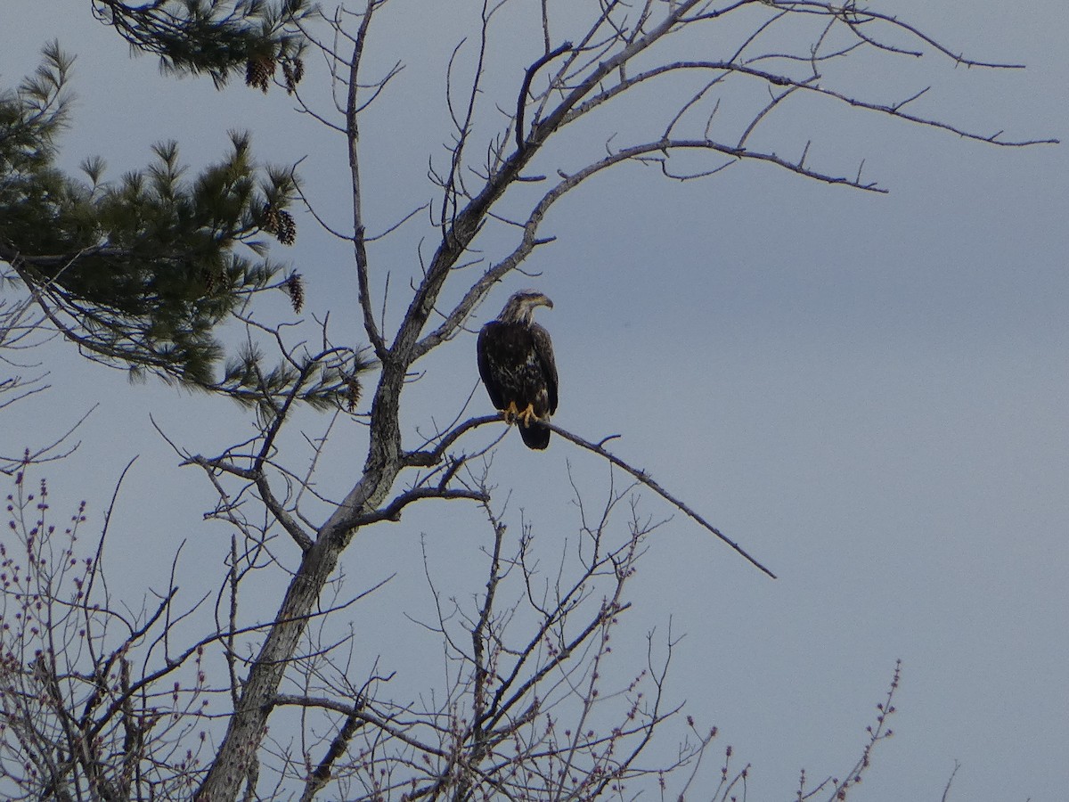 Bald Eagle - ML616835795