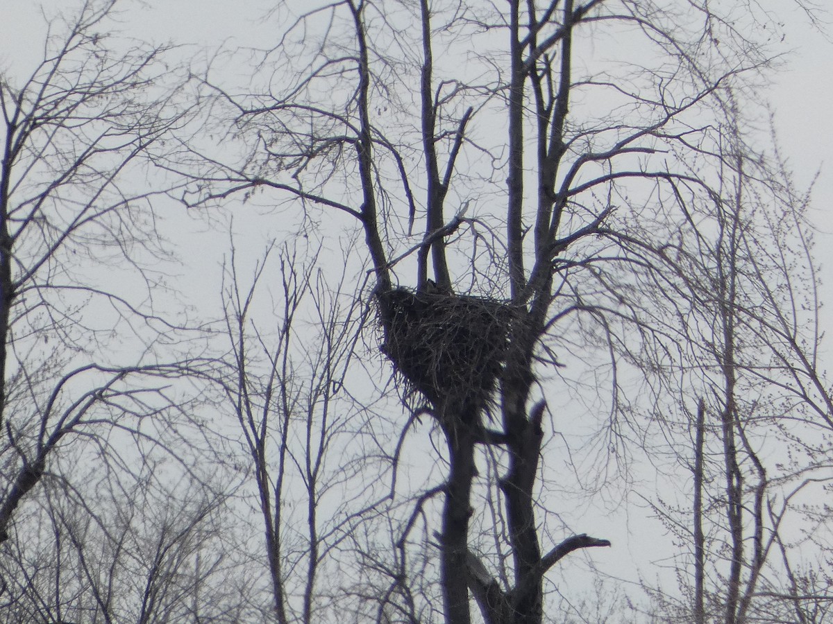 Bald Eagle - ML616835796