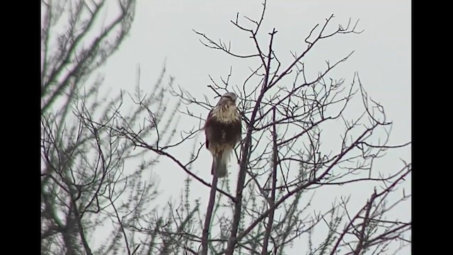 Rough-legged Hawk - ML616835804