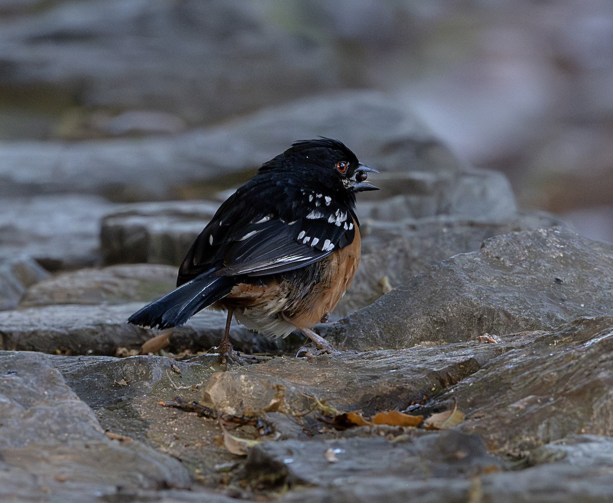 Spotted Towhee - ML616835816