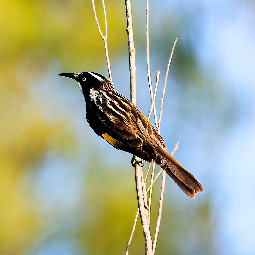 New Holland Honeyeater - ML616835838