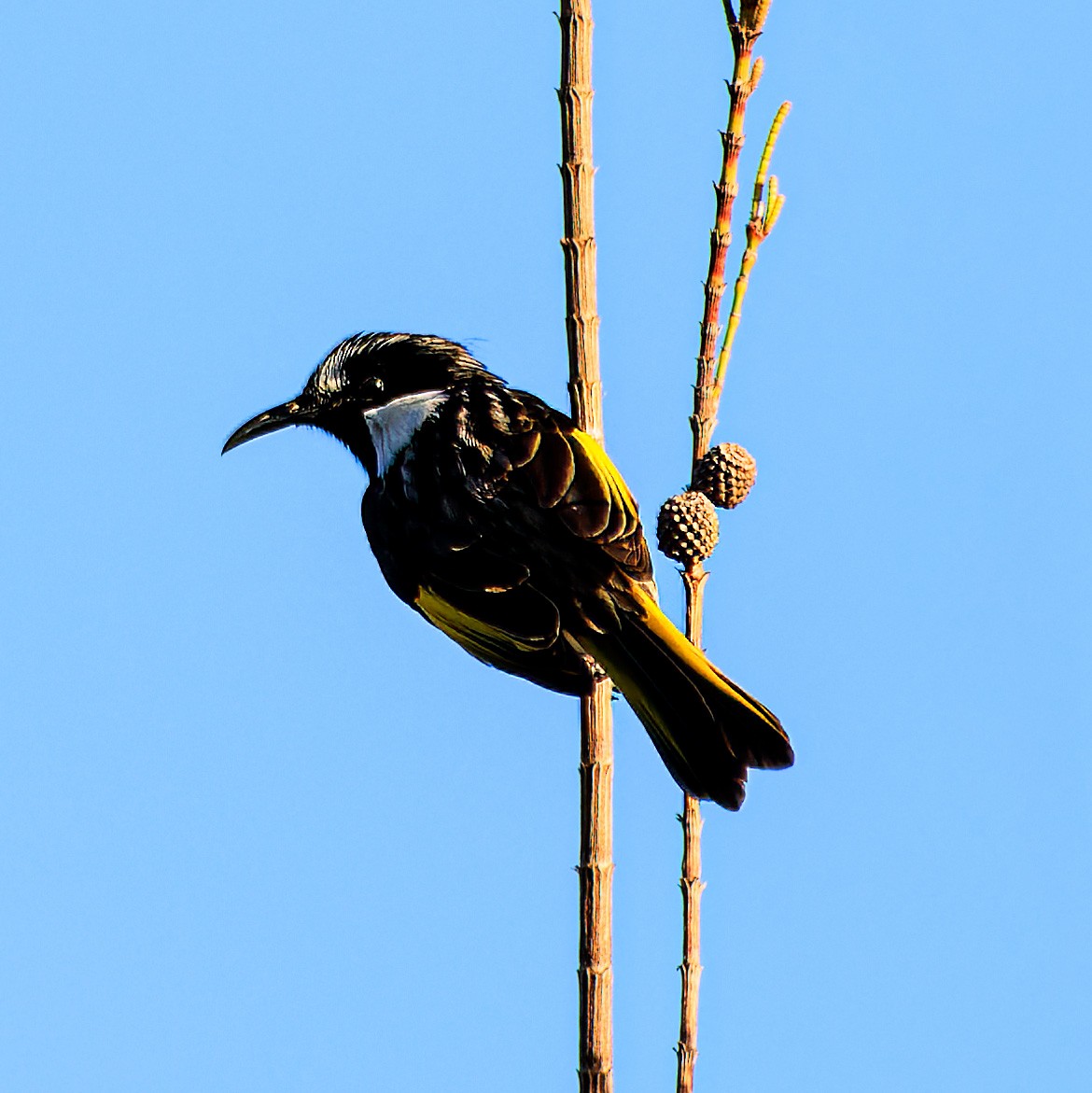 White-cheeked Honeyeater - Ken Janson