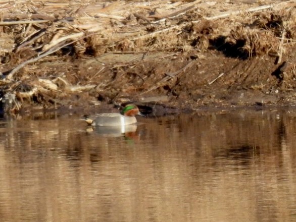 Green-winged Teal - ML616835848